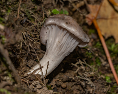 Camarophyllus