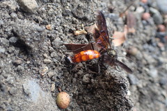 Elaphroptera nigripennis