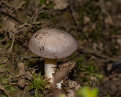 Camarophyllus