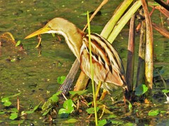 Ixobrychus involucris