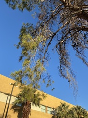 Pinus