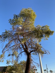 Pinus