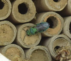Chrysis conica