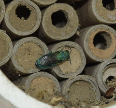 Chrysis conica