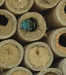 Chrysis conica