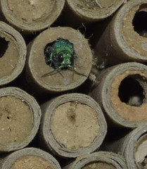 Chrysis conica