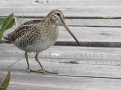 Magellanic Snipe photo 4