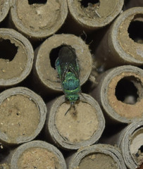 Chrysis conica