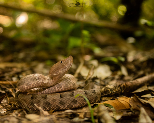 Yucatán Hognose Viper