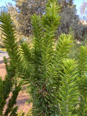 Tracheophyta