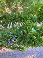 Tracheophyta