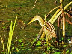 Ixobrychus involucris