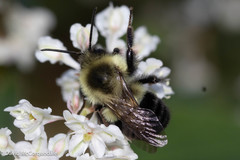 Bombus impatiens