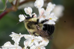 Bombus impatiens