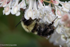 Bombus impatiens
