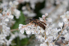 Polistes fuscatus