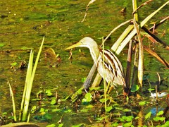 Ixobrychus involucris