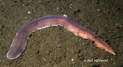 Cerebratulus marginatus