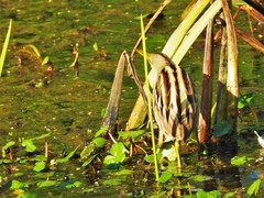 Ixobrychus involucris