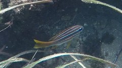 Parapristipoma octolineatum