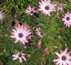 Dimorphotheca jucunda