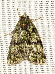 Iambia melanochlora