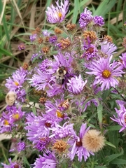 Symphyotrichum novae-angliae