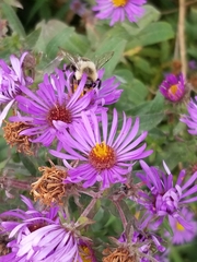 Symphyotrichum novae-angliae