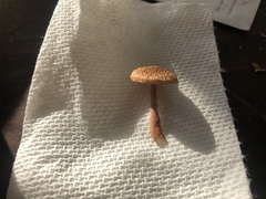 Heliocybe