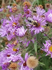 Symphyotrichum novae-angliae