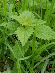 Urtica dioica