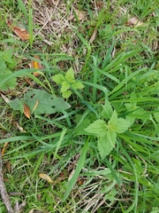 Urtica dioica