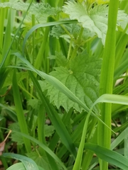 Urtica dioica