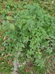 Urtica