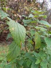 Urtica