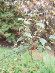 Urtica