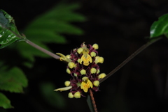 Paraphlomis javanica