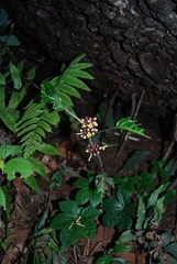 Paraphlomis javanica