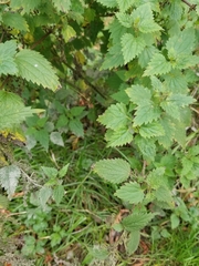Urtica