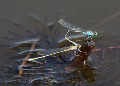 Pseudagrion coeleste