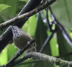 Epinecrophylla fulviventris