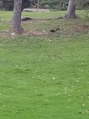 Sciurus carolinensis