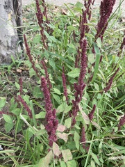 Amaranthus