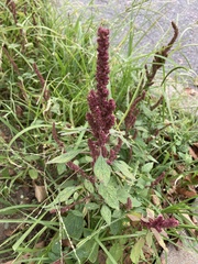 Amaranthus