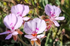Pelargonium ovale