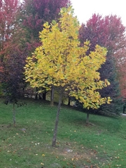 Liriodendron tulipifera