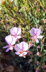 Pelargonium ovale
