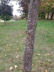 Liriodendron tulipifera