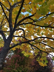 Liriodendron tulipifera
