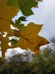 Liriodendron tulipifera